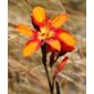 montbretia (Crocosmia × crocosmiiflora 'Emily McKenzie')