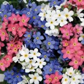 Myosotis sylvatica 'Sylva' - 36 plugs