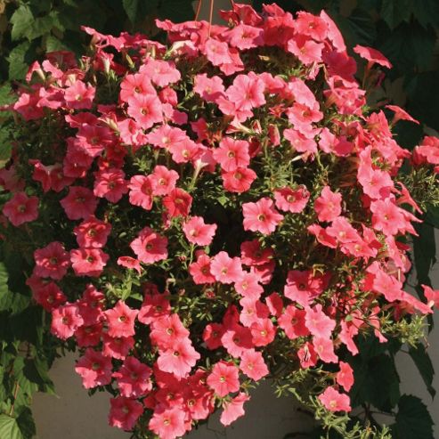 Image of Petunia Hybrida 'salmon Velvet' F1 Hybrid - 1 Packet (12 Seeds)