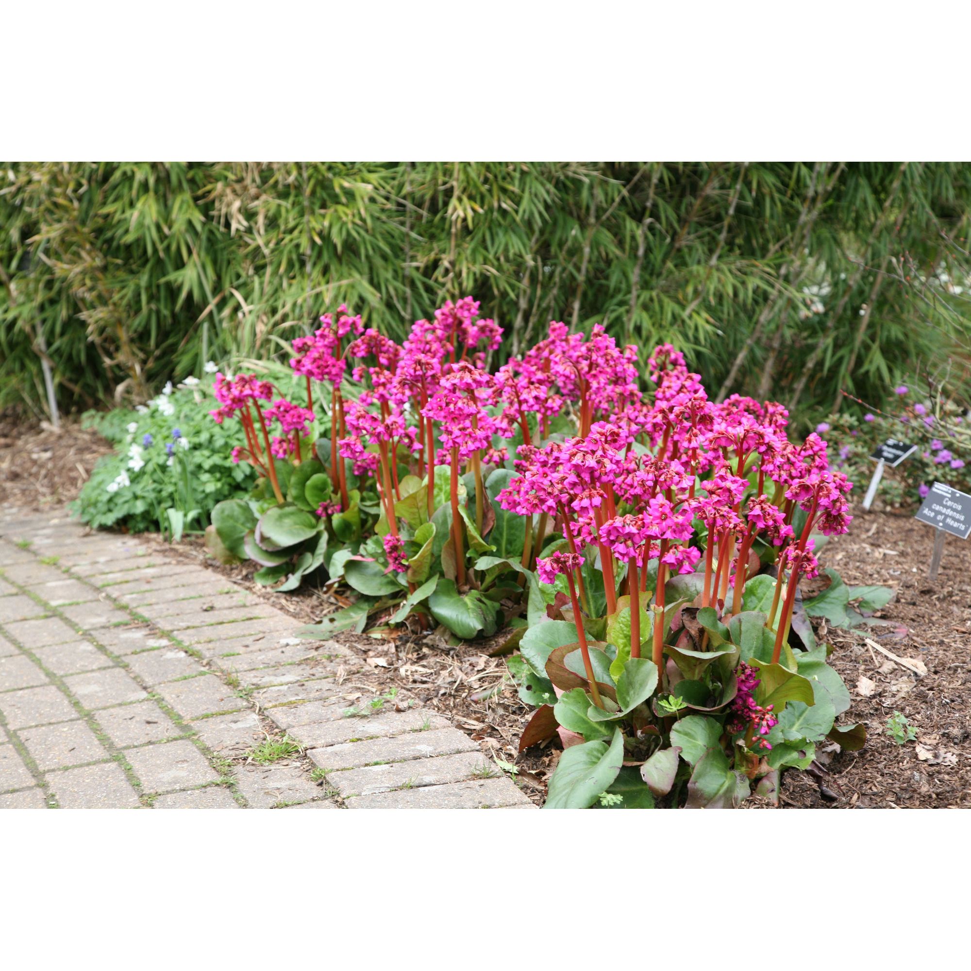 Бадан Bergenia Abendglut