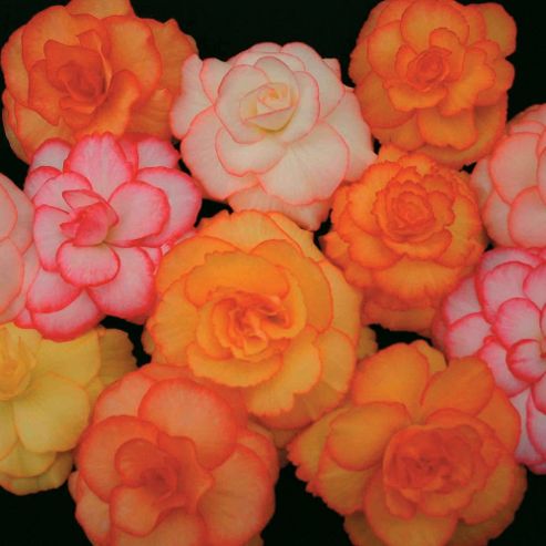 Image of Begonia X Tuberhybrida 'blackmore & Langdon's Large Flowered Picotees Mixed' - 1 Packet (20 Seeds)