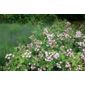 rose Ballerina (polyantha shrub) (Rosa 'Ballerina')