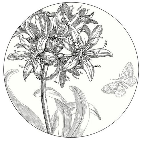 Image of Pimpernel Agapanthus Round Coasters Set Of 4