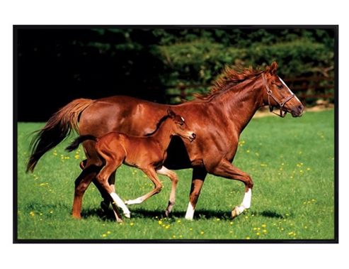 Image of Gloss Black Framed Mare And Foal Poster