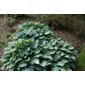 plantain lily (Hosta (Tardiana Group) 'June' (PBR))