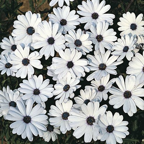 Image of Osteospermum 'glistening White' - 1 Packet (80 Seeds)