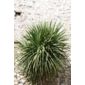 cabbage tree (Cordyline australis)