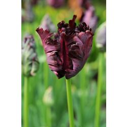 parrot tulip bulbs (Tulipa 'Black Parrot')