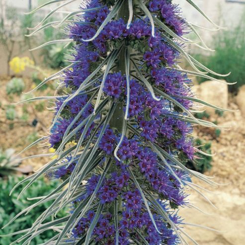 Image of Echium Pininana - Exotic