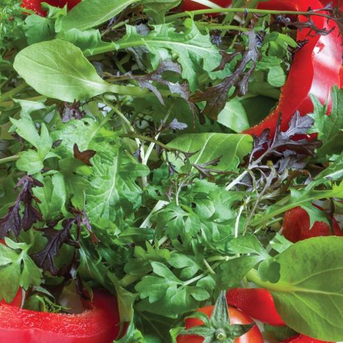 Image of Salad Leaves 'speedy Mix' - 1 Packet (1000 Salad Seeds)
