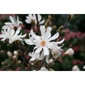 Magnolia (Magnolia stellata 'Waterlily')