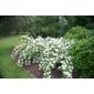 mock orange (Philadelphus 'Belle Etoile')