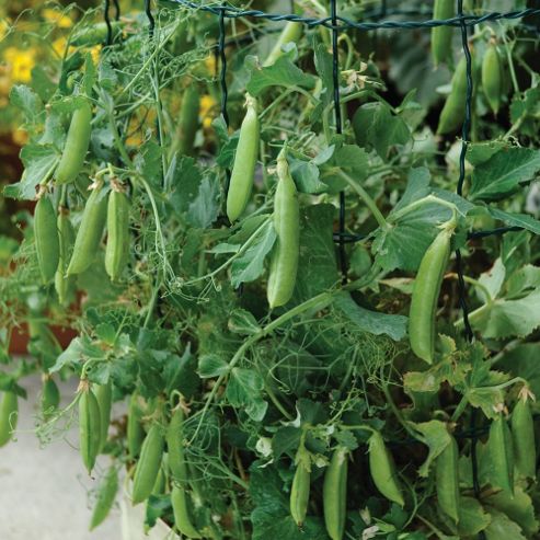 Image of Pea 'sugar Flash' (sugarsnap) - 1 Packet (100 Pea Seeds)