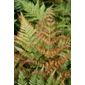 Japanese shield fern (Dryopteris erythrosora)