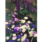 cottage garden collection (Cottage Garden collection)