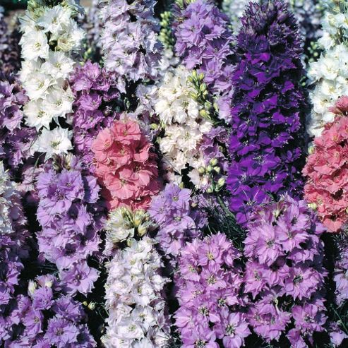 Image of Larkspur 'the Seven Dwarfs' - 1 Packet (150 Seeds)