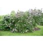 common Lilac (Syringa vulgaris 'Sensation')
