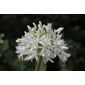 African lily (Agapanthus africanus 'Albus')