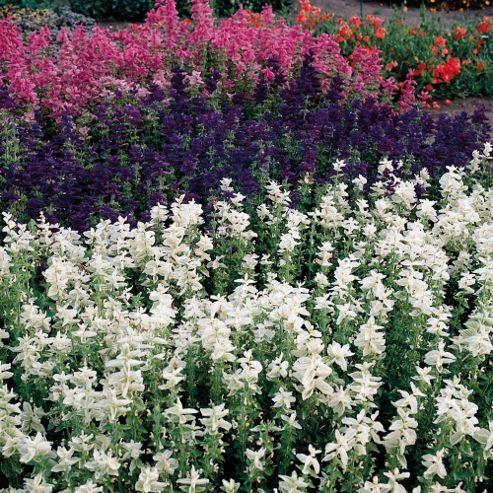 Image of Salvia Viridis 'marble Arch Mixed' - 1 Packet (80 Seeds)