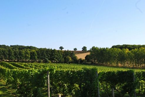 Image of British Vineyard Tour And Tasting With Lunch For Two