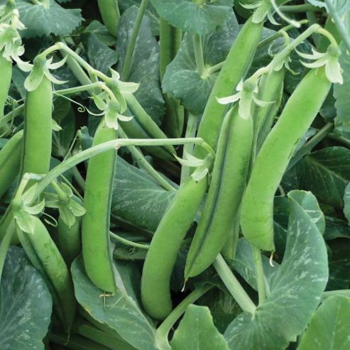Image of Pea 'alexandra' (maincrop) - 1 Packet (300 Pea Seeds)