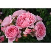rose Friends Forever (floribunda) (Rosa Friends Forever ('Korapriber') (PBR))
