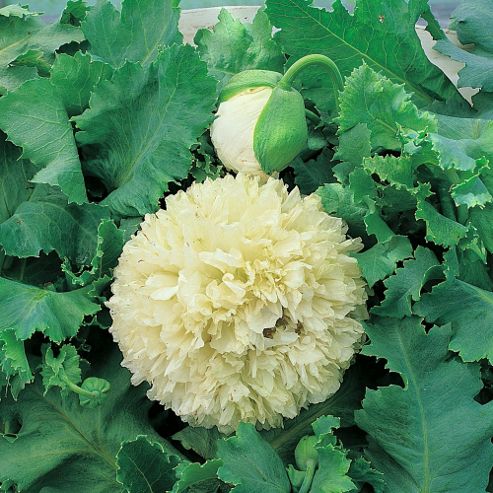 Image of Poppy 'applegreen' - 1 Packet (80 Seeds)