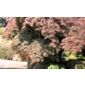 Japanese maple (Acer palmatum 'Atropurpureum')