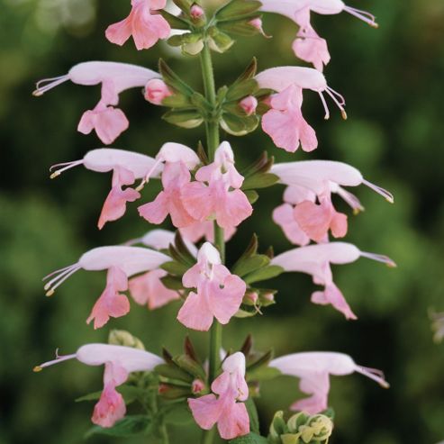 Image of Salvia Coccinea 'summer Jewel Pink' - 1 Packet (30 Seeds)