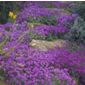aubretia F1 (Aubretia 'Purple Cascade' (Cascade Series))