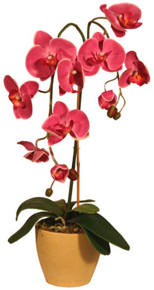 Image of Artificial 85cm Double Stem Deep Pink Phalaenopsis Orchid In Ceramic Pot
