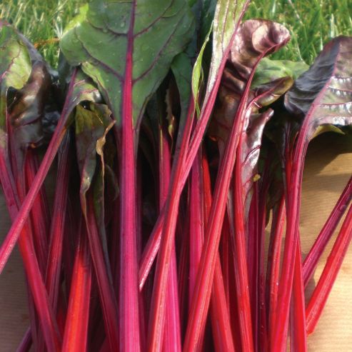 Image of Swiss Chard 'fantasy' - 1 Packet (175 Swiss Chard Seeds)