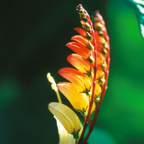 Image of Mina Lobata - 1 Packet (16 Seeds)