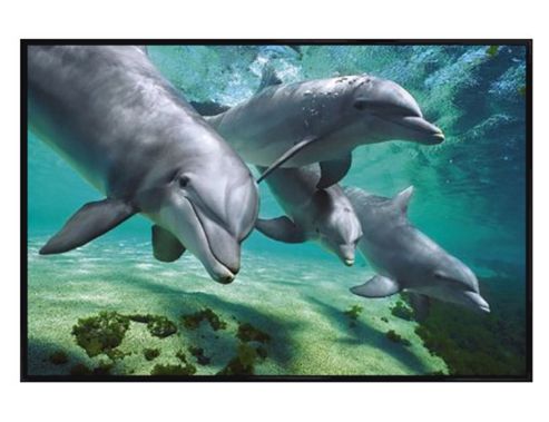 Image of Gloss Black Framed Dolphins Underwater Poster