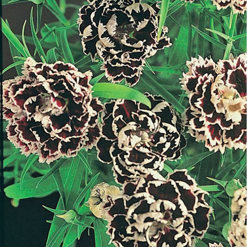 Image of Dianthus Chinensis Heddewigii 'black And White Minstrels' - 1 Packet (30 Seeds)