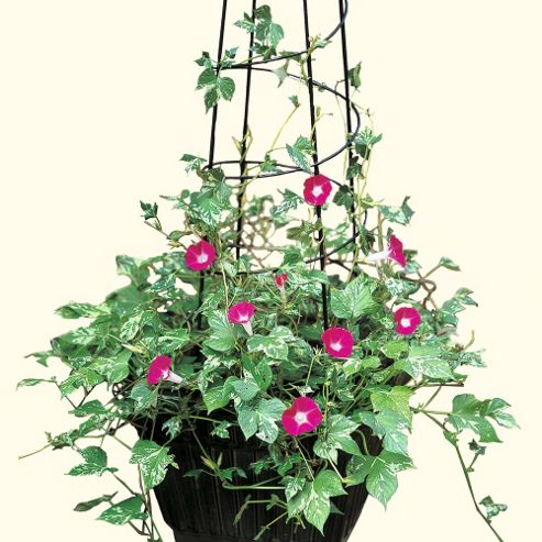 Image of Morning Glory 'cameo Elegance' - 1 Packet (20 Seeds)