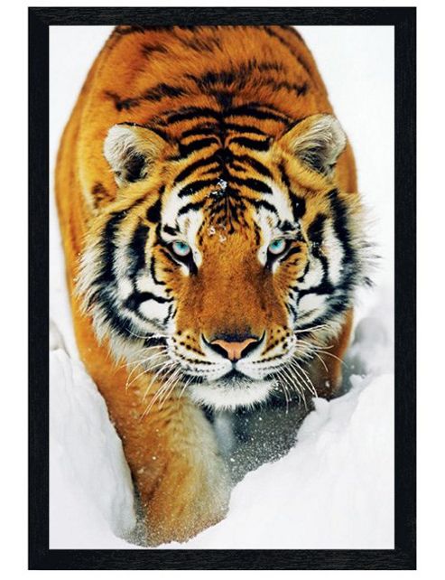 Image of Black Wooden Framed Tiger In The Snow Poster