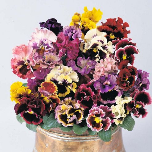 Image of Pansy 'can-can Mixed' F1 Hybrid - 1 Packet (20 Seeds)