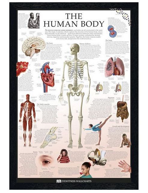 Image of Dorling Kindersley Black Wooden Framed The Human Body Poster