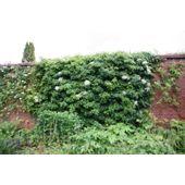climbing hydrangea (Hydrangea anomala subsp. petiolaris)