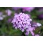 verbena (Verbena 'Seabrooks Lavender')