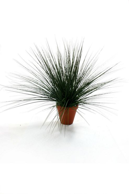 Image of Artificial 60cm Onion Grass