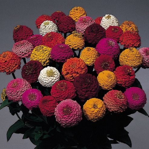 Image of Zinnia Elegans 'lilliput Mix' - 1 Packet (200 Seeds)