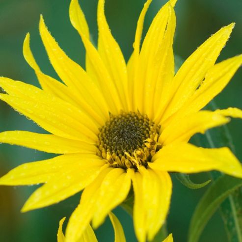 Image of Sunflower Maximiliani - 1 Packet (100 Seeds)