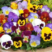 Pansy 'RHS Winning Formula' - 36 plugs