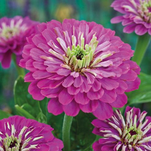 Image of Zinnia Elegans 'purple Prince' - 1 Packet (100 Seeds)