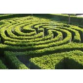 common box (Buxus sempervirens)