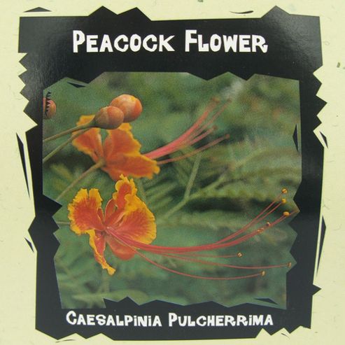 Image of Peacock Flower - Exotic Seed Collection - 1 Packet (10 Seeds)