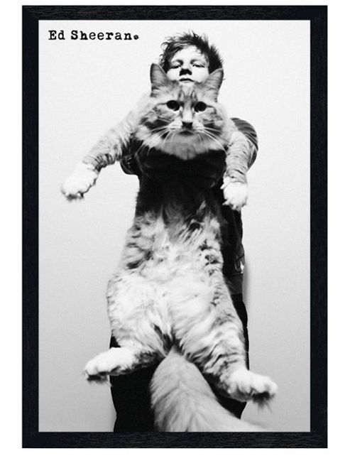 Image of Ed Sheeran Black Wooden Framed Fat Cat Poster