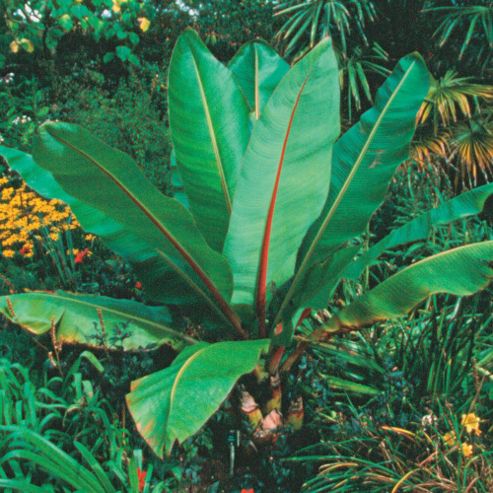 Image of Snow Banana - 1 Packet (4 Seeds)